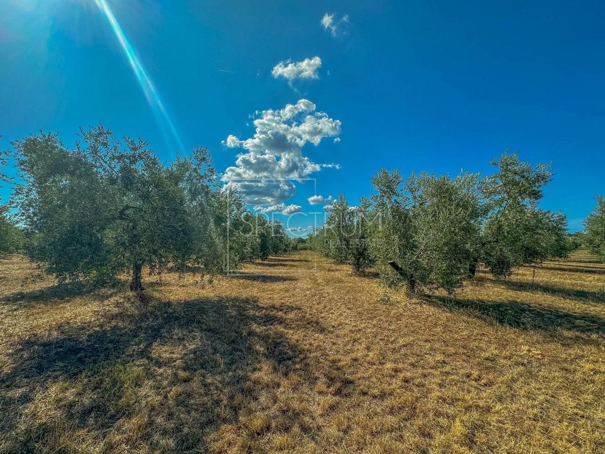 Terreno UMAG, 850.000 €
