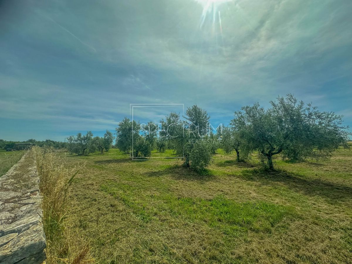 UMAG
