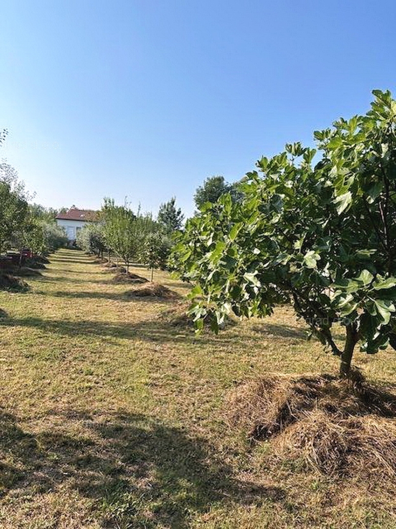 MALINSKA