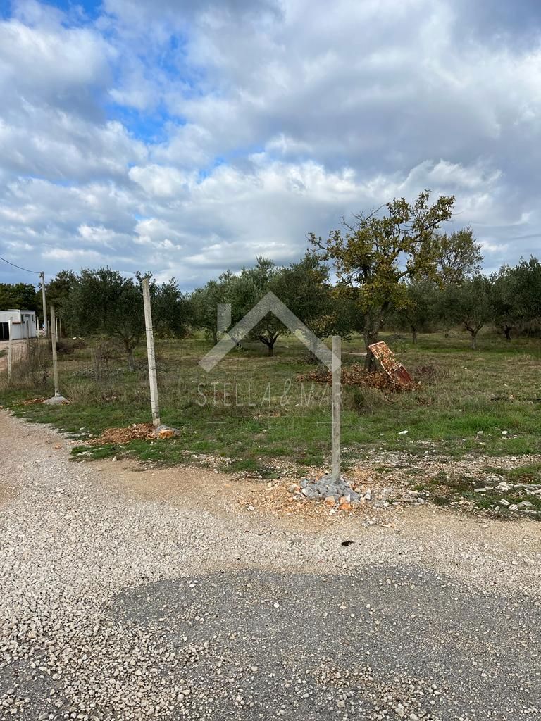 MURVICA