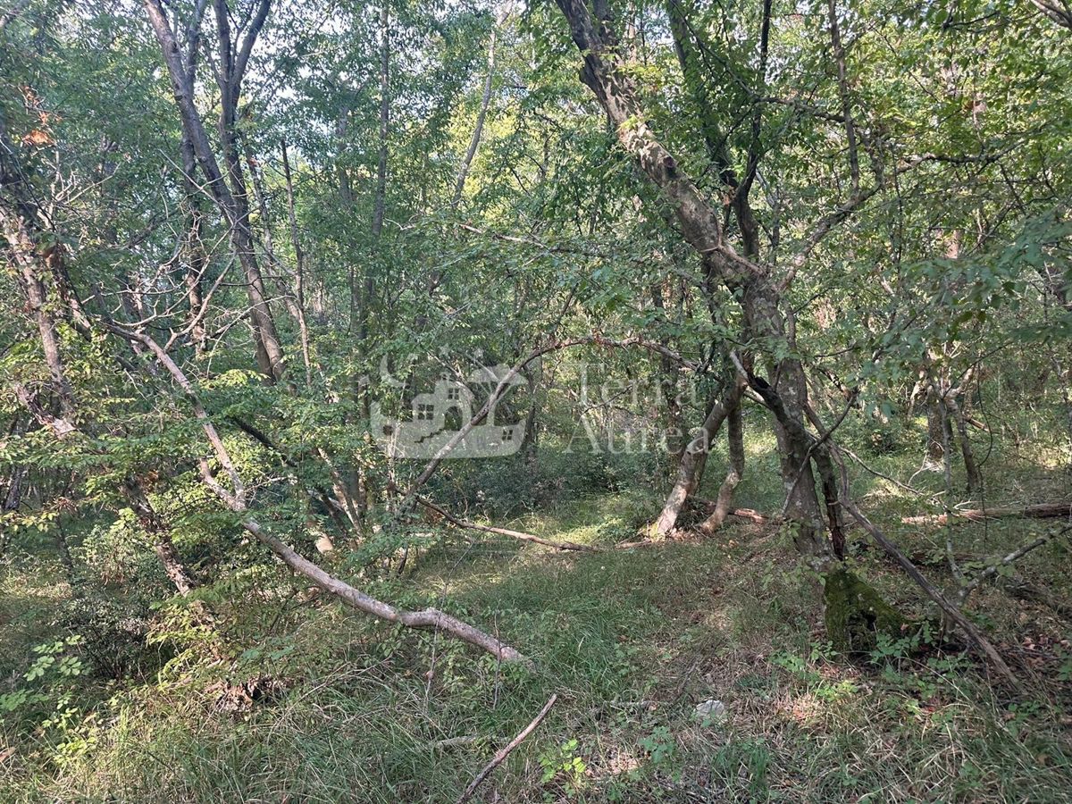 MILOHNIĆI