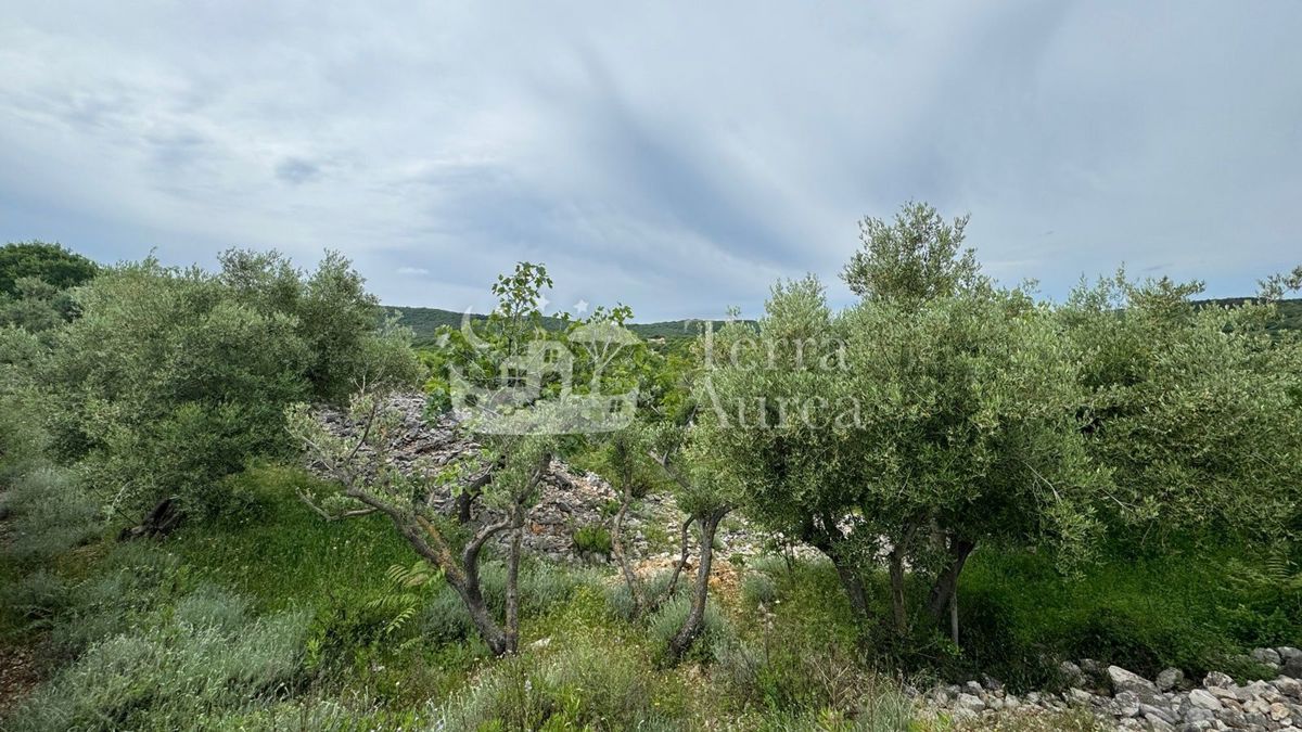 VRBNIK