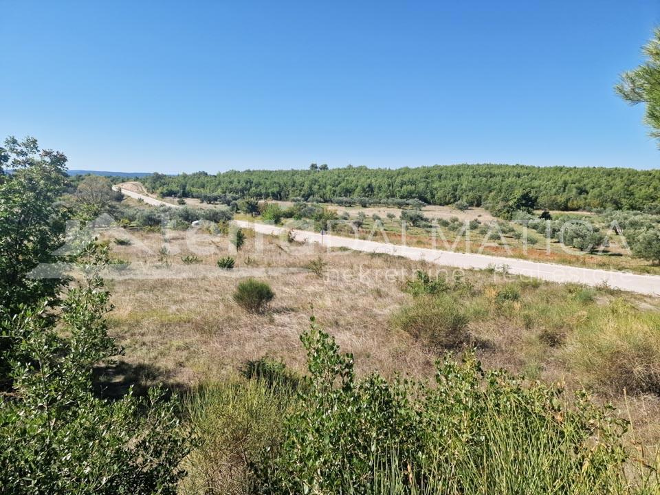 VELIKA GLAVA