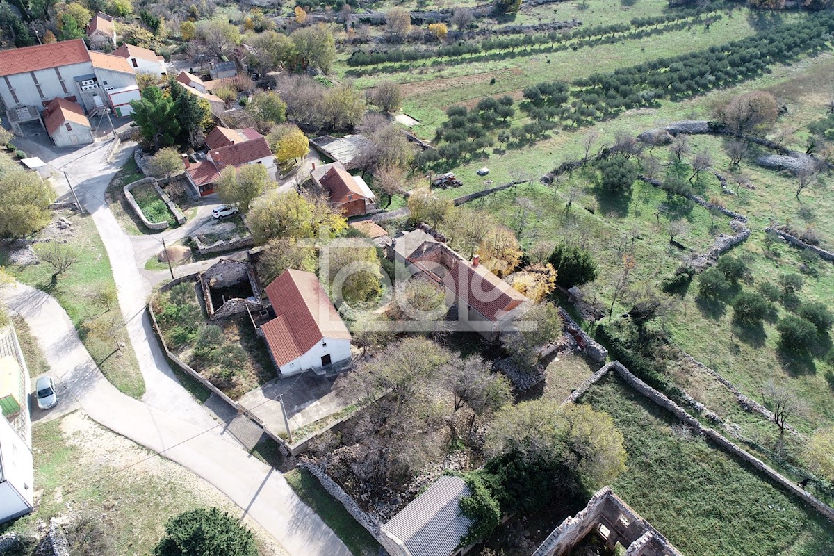JASENICE