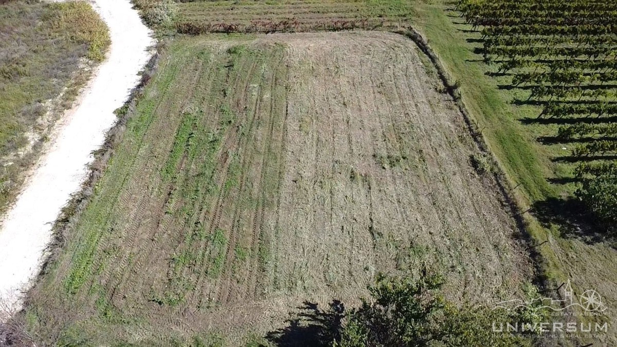 BRTONIGLA
