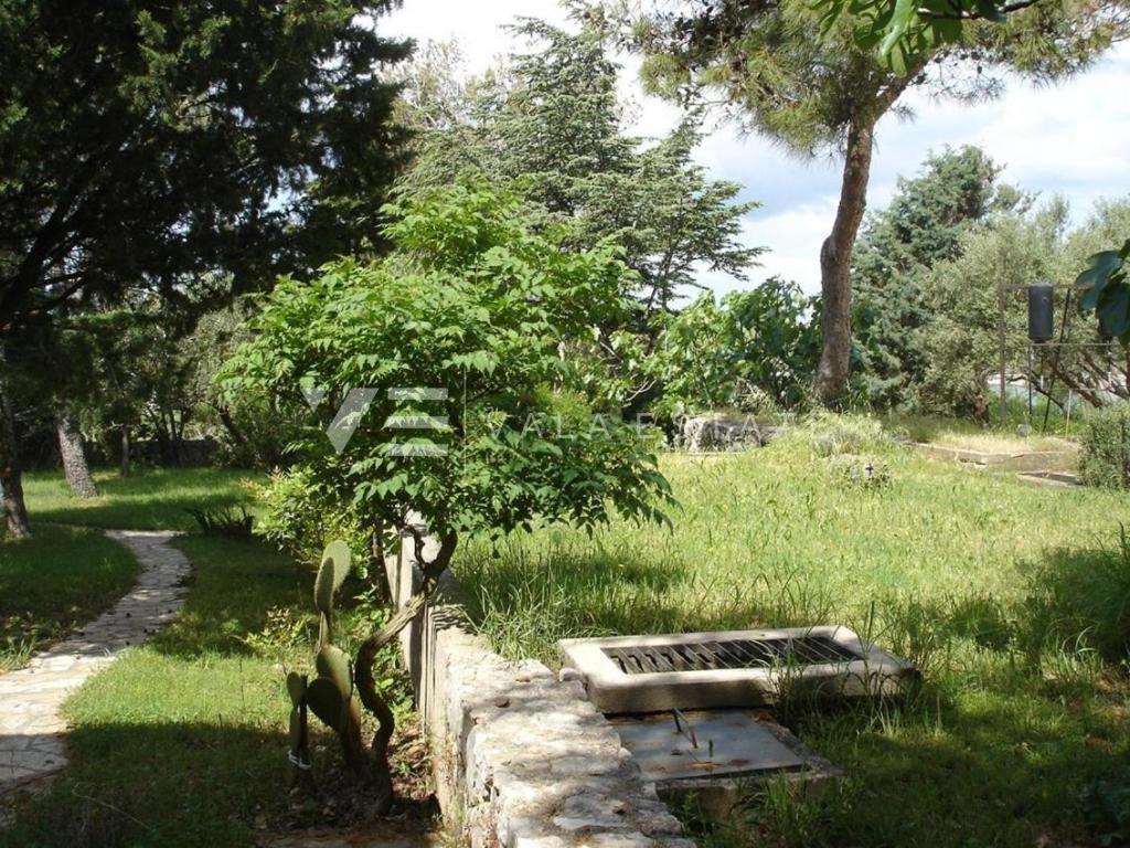 PUNAT