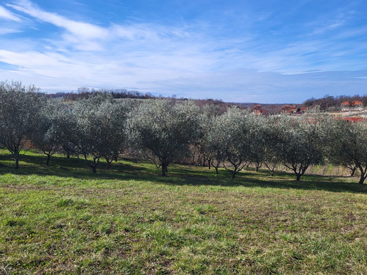 VIŽINADA