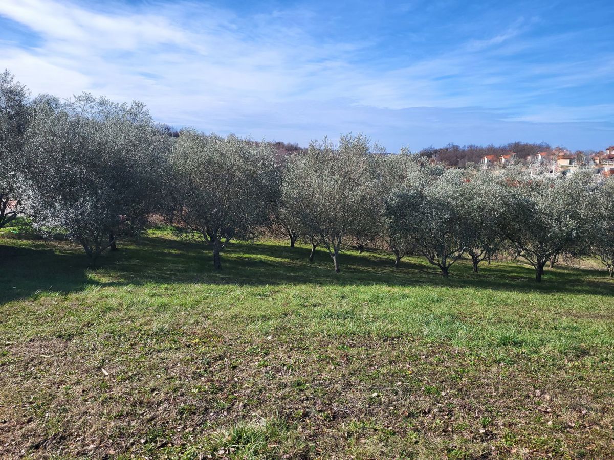 VIŽINADA