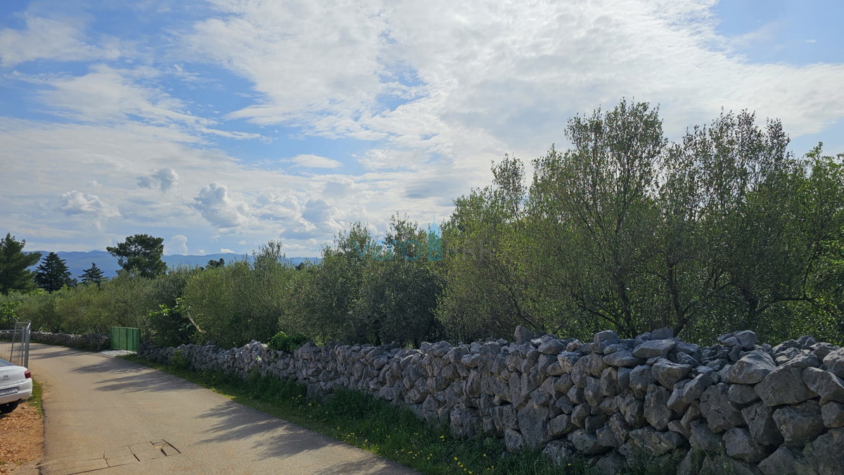 ČIŽIĆI
