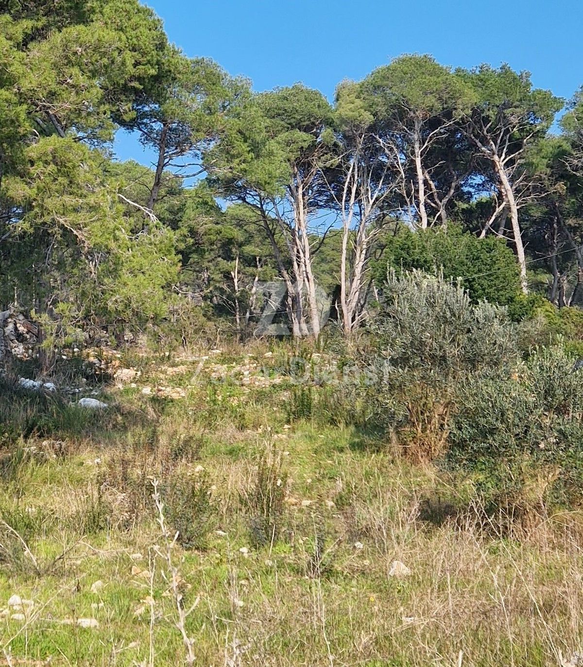 MOLAT